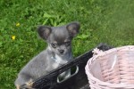 Chihuahua (reu) 28718