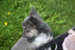 Chihuahua (reu) 28718