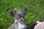 Chihuahua (reu) 28718