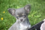 Chihuahua (reu) 28718