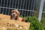 Cockapoo (teef) 71107