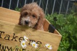Cockapoo (teef) 71107