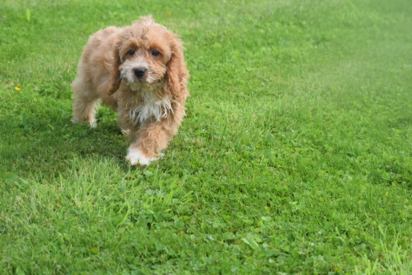 Cockapoo (teef) 71107