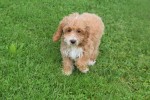 Cockapoo (teef) 71107