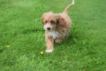 Cockapoo (teef) 71107