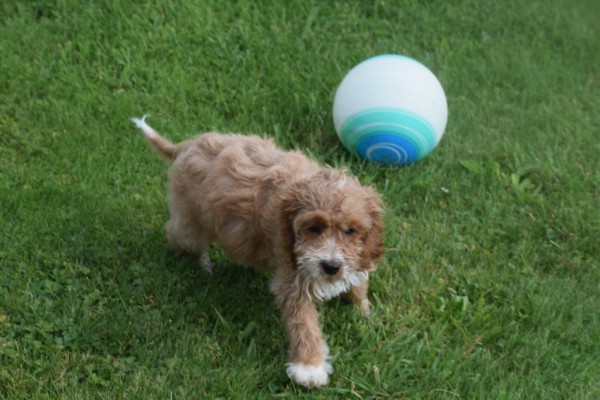 Cockapoo (teef) 71107
