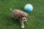 Cockapoo (teef) 71107