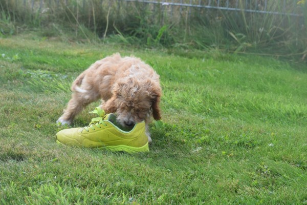 Cockapoo (teef) 71107