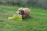Cockapoo (teef) 71107