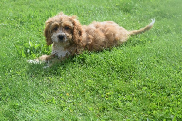 Cockapoo (teef) 71107