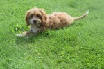 Cockapoo (teef) 71107