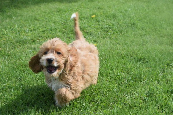 Cockapoo (teef) 71107