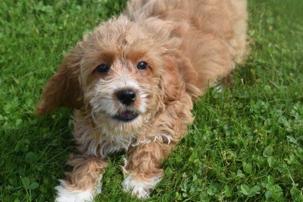 Cockapoo (teef) 71107