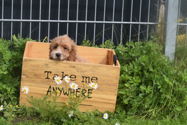 Cockapoo (teef) 71107