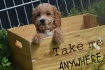 Cockapoo (reu) 70152
