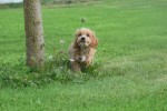 Cockapoo (reu) 70152