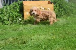 Cockapoo (reu) 70152
