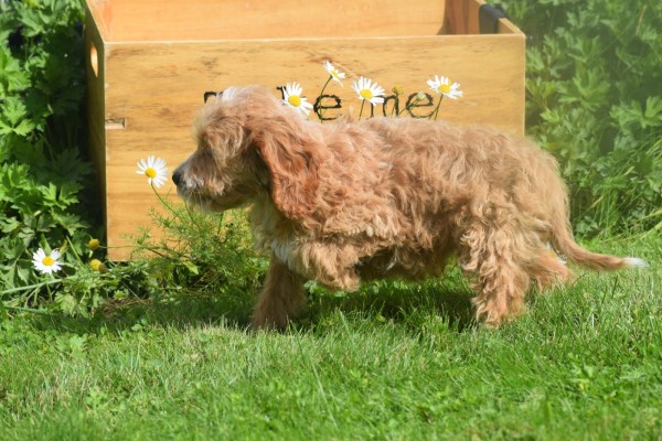 Cockapoo (reu) 70152