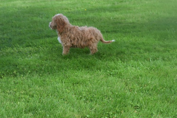 Cockapoo (reu) 70152