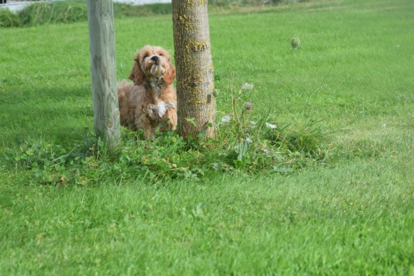 Cockapoo (reu) 70152