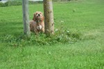 Cockapoo (reu) 70152