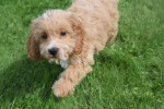 Cockapoo (reu) 70152