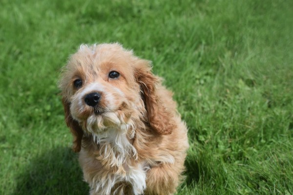 Cockapoo (reu) 70152