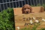 Cockapoo (reu) 73207