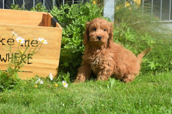 Cockapoo (reu) 73207