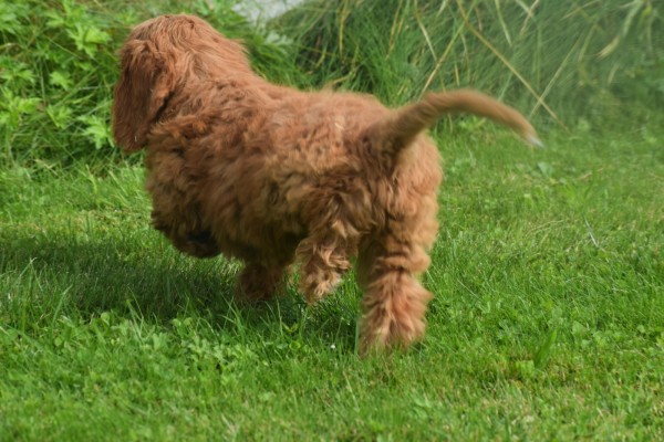 Cockapoo (reu) 73207