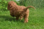 Cockapoo (reu) 73207