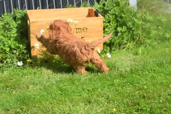 Cockapoo (reu) 73207