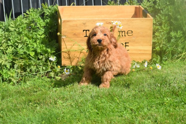 Cockapoo (reu) 73207