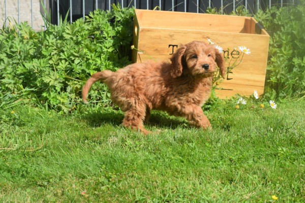 Cockapoo (reu) 73207
