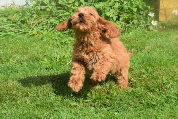 Cockapoo (reu) 73207