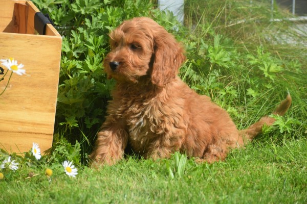 Cockapoo (reu) 73207