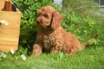 Cockapoo (reu) 73207