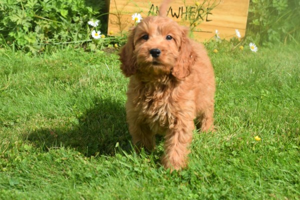 Cockapoo (reu) 73207