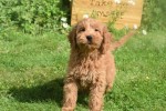 Cockapoo (reu) 73207