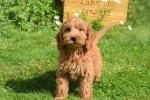 Cockapoo (reu) 73207