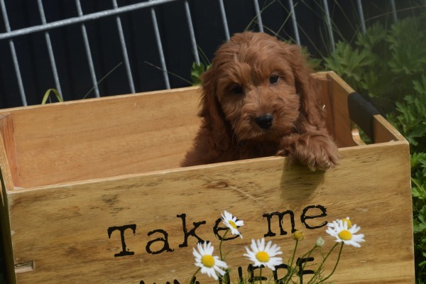 Cockapoo (reu) 73207