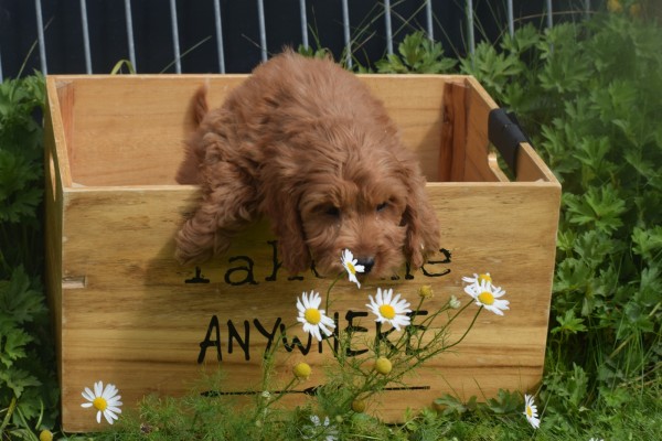 Cockapoo (reu) 73207