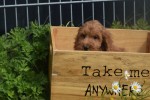 Cockapoo (reu) 73207