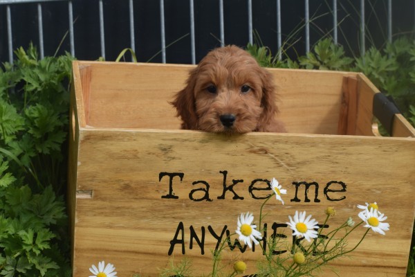 Cockapoo (reu) 73207