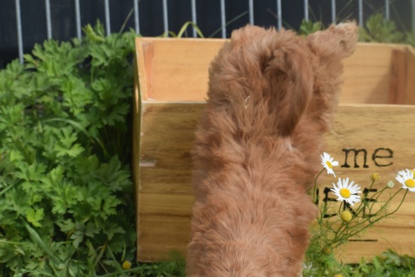 Cockapoo (reu) 73207
