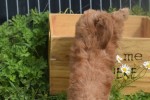 Cockapoo (reu) 73207