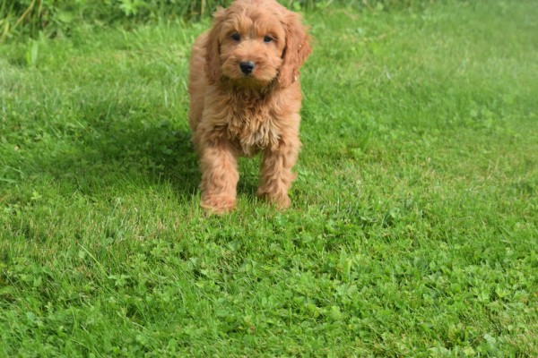 Cockapoo (reu) 73207