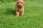 Cockapoo (reu) 73207