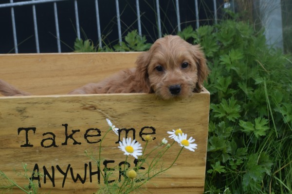 Cockapoo (teef) 72991