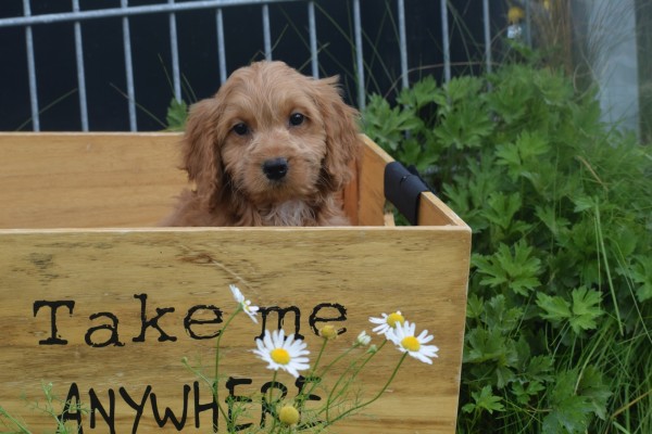 Cockapoo (teef) 72991